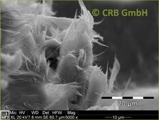 REM-Bild Chrysotil-Asbest in Dichtung | © CRB Analyse Service GmbH