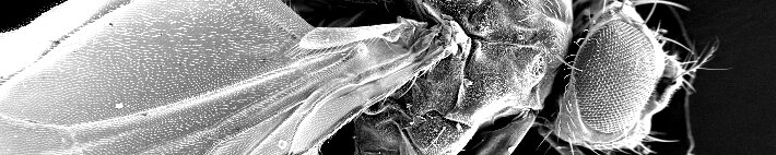 CRB GmbH | Generación de imágenes en microscopio electrónico de barrido | © CRB Analysis Service GmbH